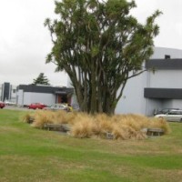 cabbage burnside trees school