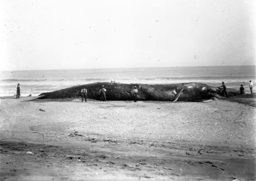 Museum Rush To Claim Blue Whale Find – 17th February 1908 | Discover